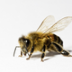 Illustration for article titled Biotech Company Blamed for Bee Collapse Buys Leading Bee Research Firm